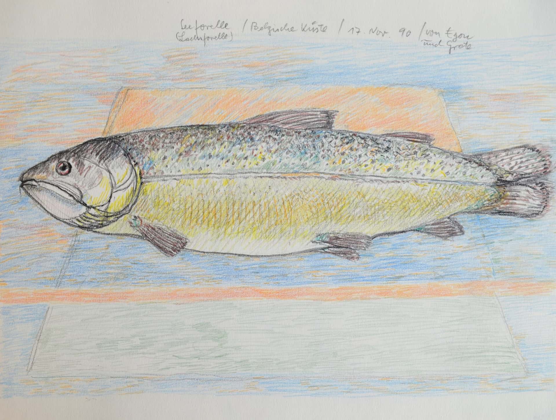 Seeforelle (Lachsforelle)